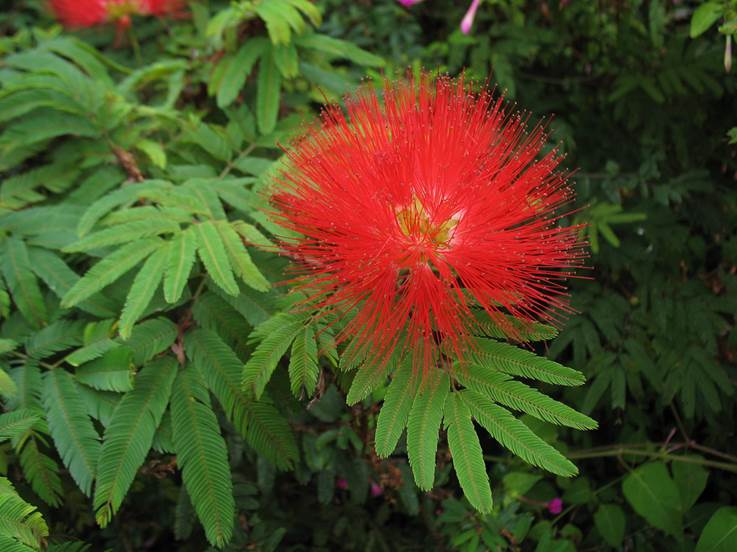 Descripción: D:\JM-disco duro\Vasculares x familia-todas\FOTOS\FOTOS CARPETAS DISCO ORIGINAL (SIN ORDEN)\MIMOSACEAE EXOTICAS DCJMB665\Calliandra tweddiii.jpg